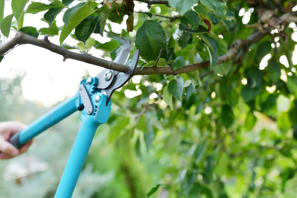 Best Emergency Tree Service  in Spanay, WA